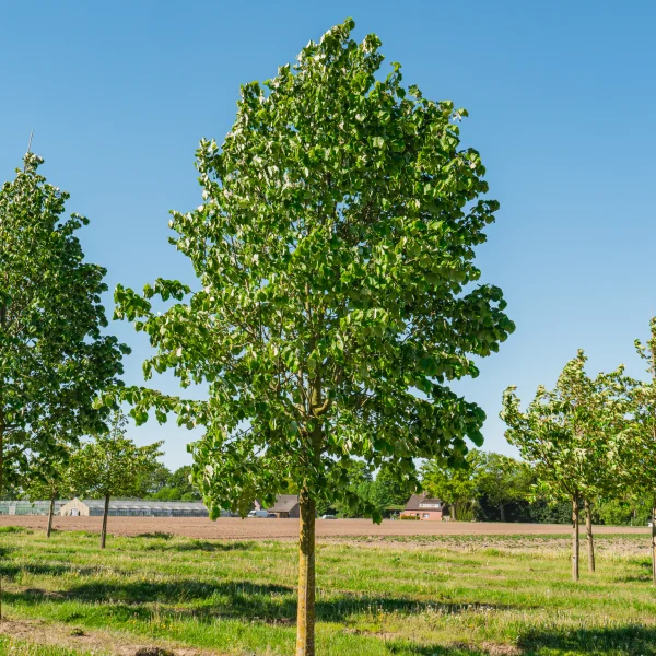 Tilia tomentosa 'Doornik' &ndash; Zilverlinde (cv)