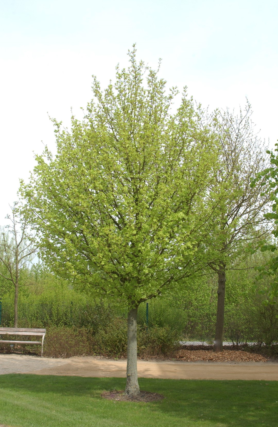 acer-campestre-elsrijk-van-den-berk-boomkwekerijen