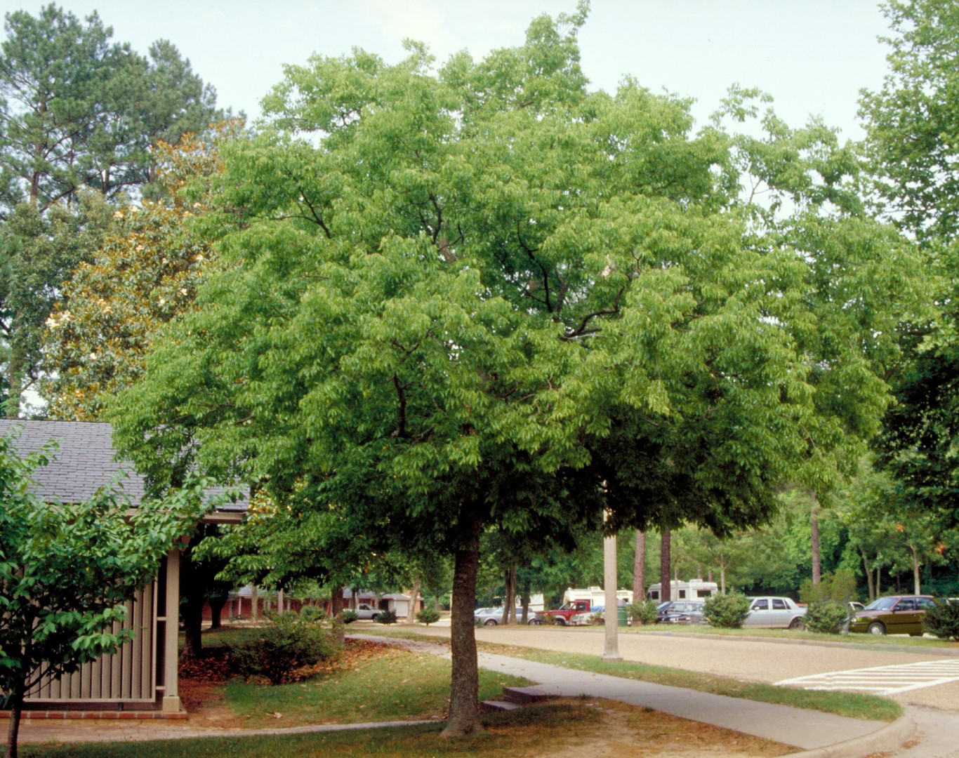 Celtis Australis Oosterse Netelboom Europese Netelboom Van Den 