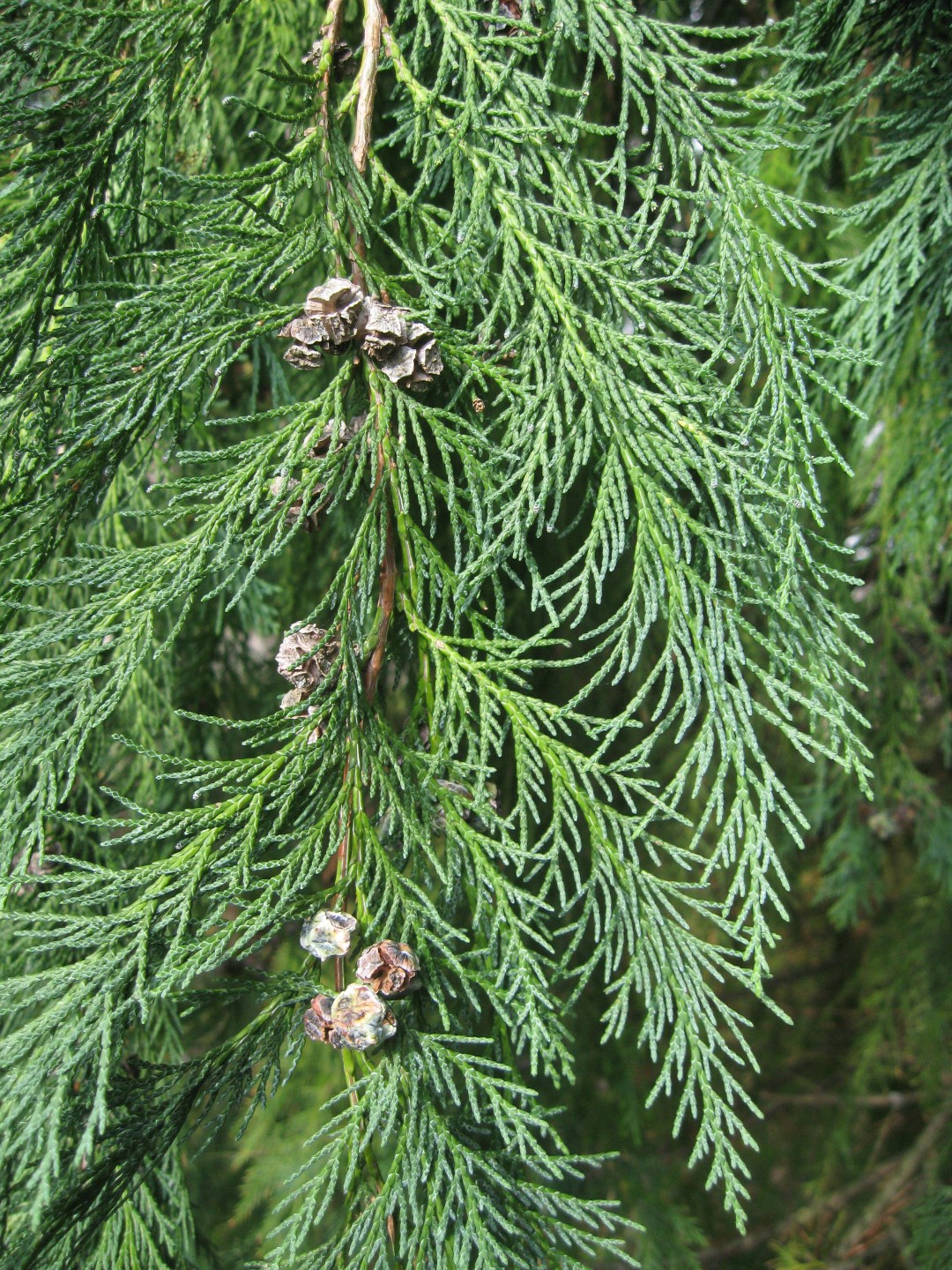 chamaecyparis-lawsoniana-californische-cypres-van-den-berk