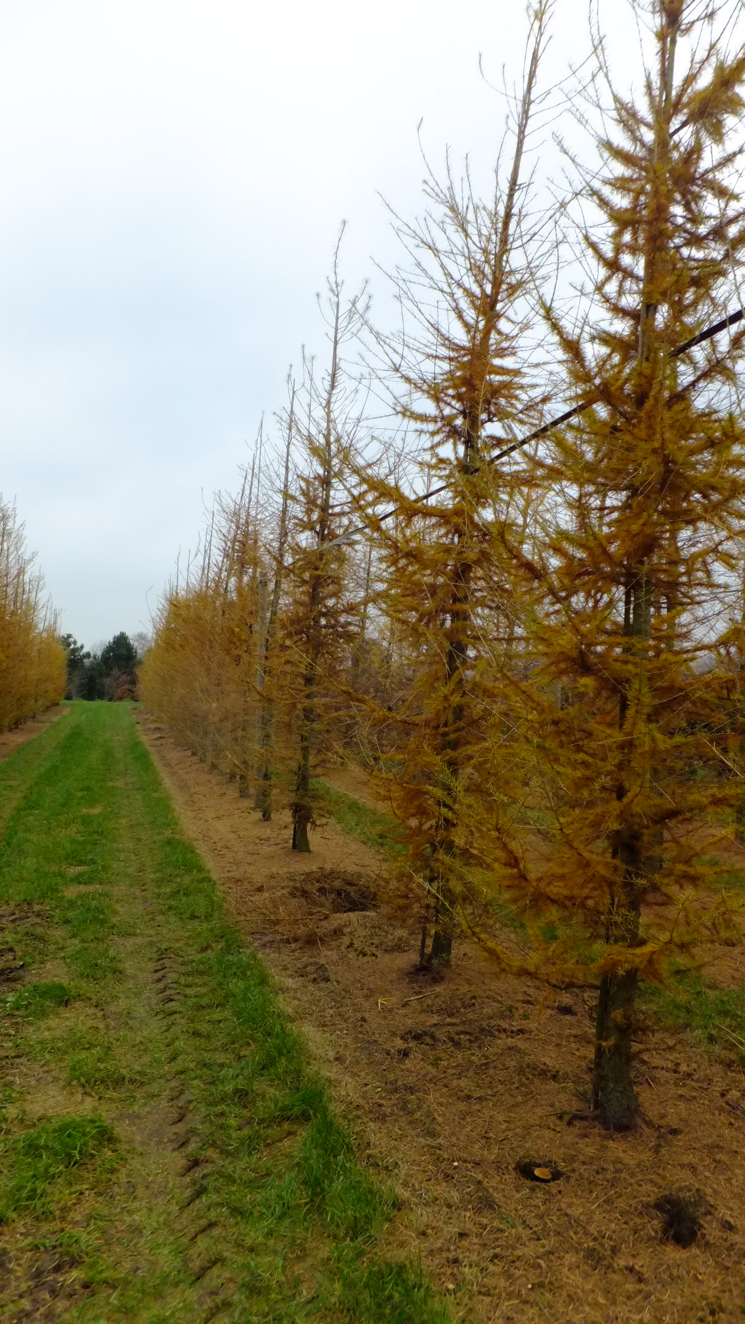 zweep privaat Ontmoedigen Larix decidua | Europese lariks - Van den Berk Boomkwekerijen