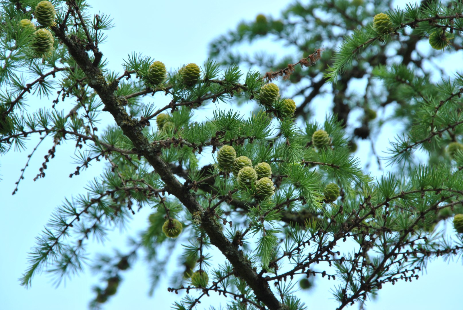 Bewijzen Riskeren middelen Larix kaempferi | Japanse lariks - Van den Berk Boomkwekerijen