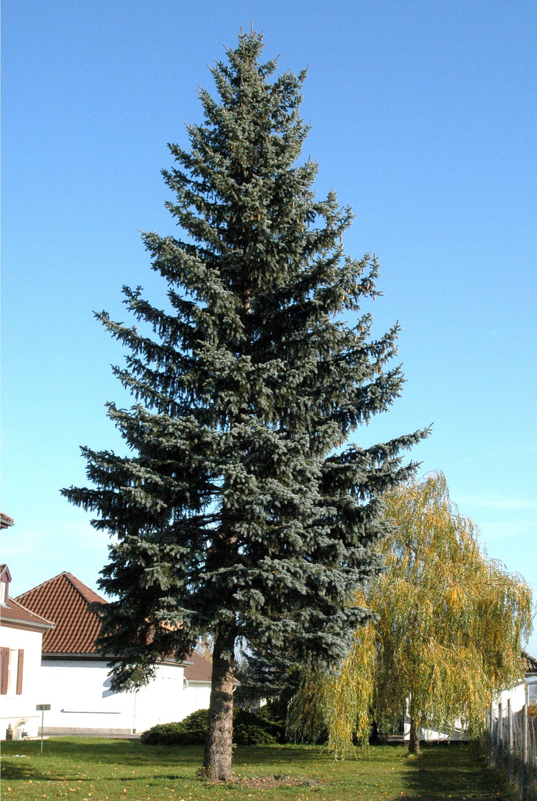 Kapper Brutaal Parasiet Picea pungens f. glauca | Blauwe spar - Van den Berk Boomkwekerijen