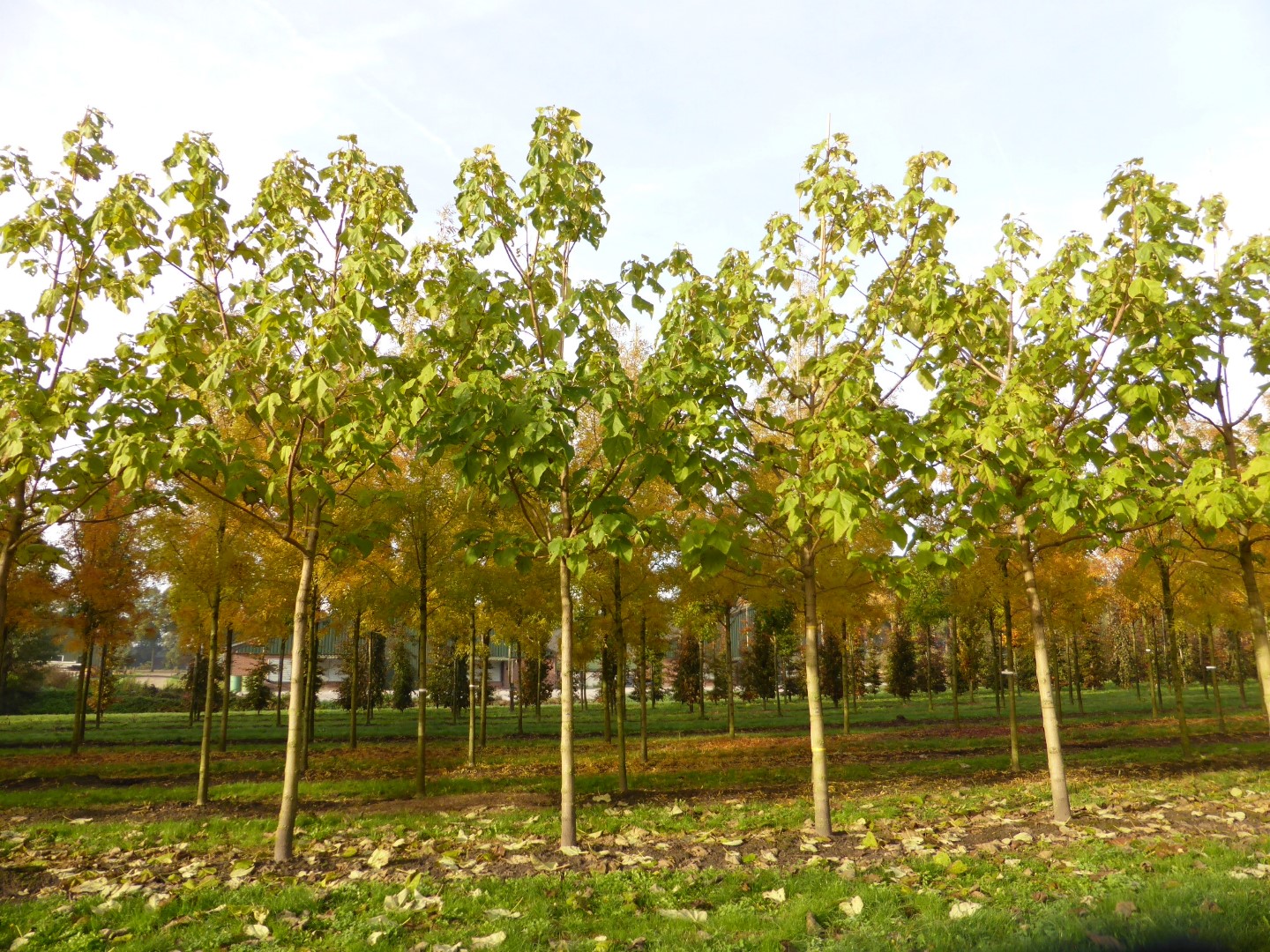 paulownia-tomentosa-anna-paulowna-boom-van-den-berk-boomkwekerijen