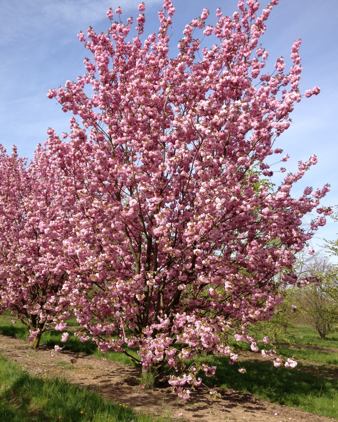 Prunus Serrulata Kanzan Sierkers cv Van Den Berk Boomkwekerijen