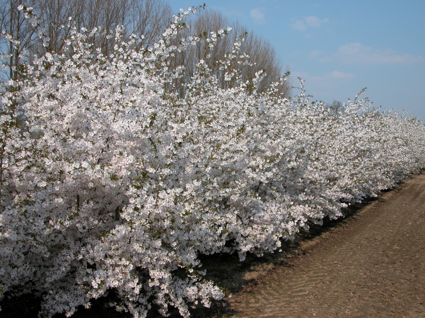 Prunus 'The Bride' | Sierkers (cv) - Van den Berk Boomkwekerijen