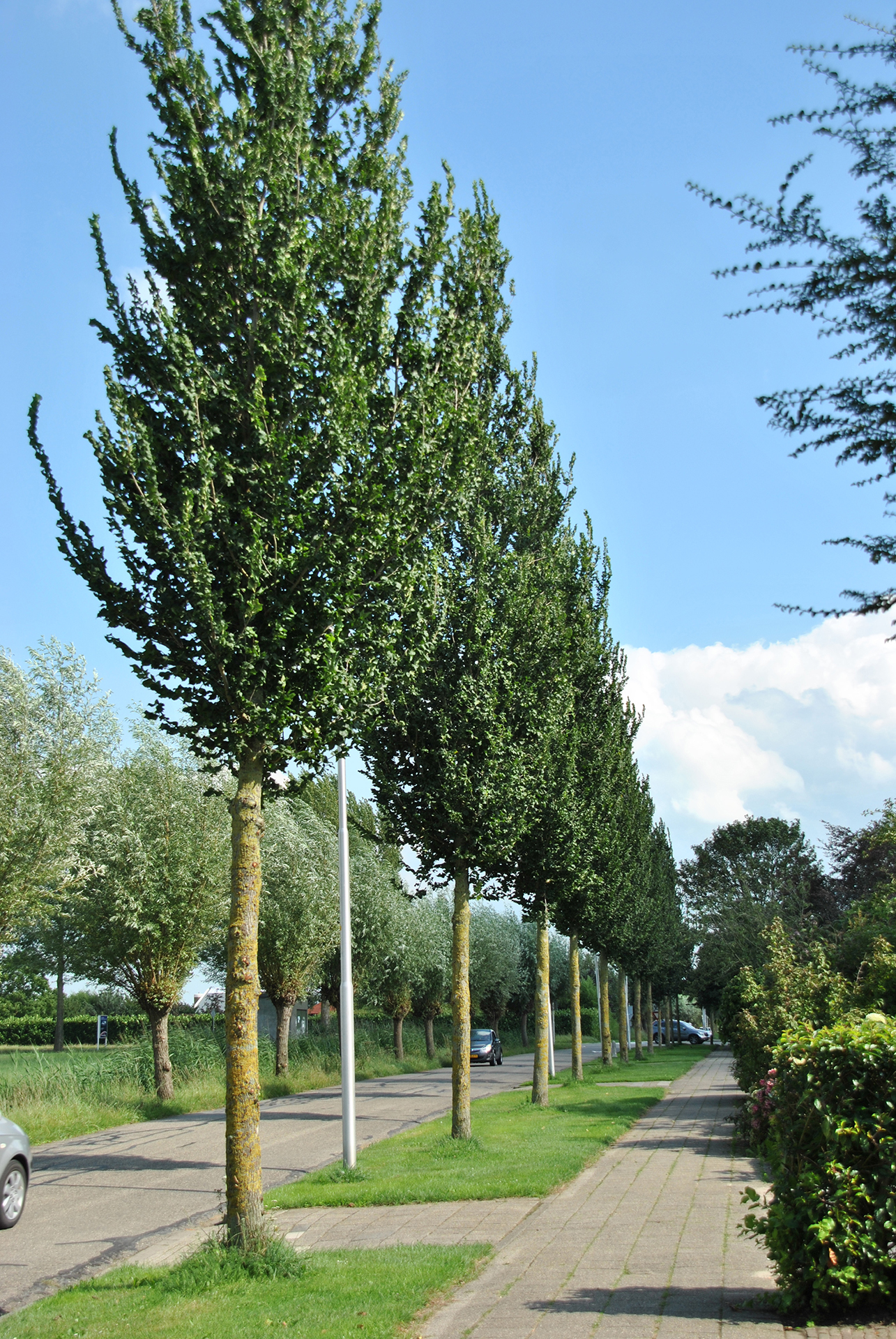 Vegetatie Adolescent glas Ulmus 'Columella' | Zuiliep - Van den Berk Boomkwekerijen