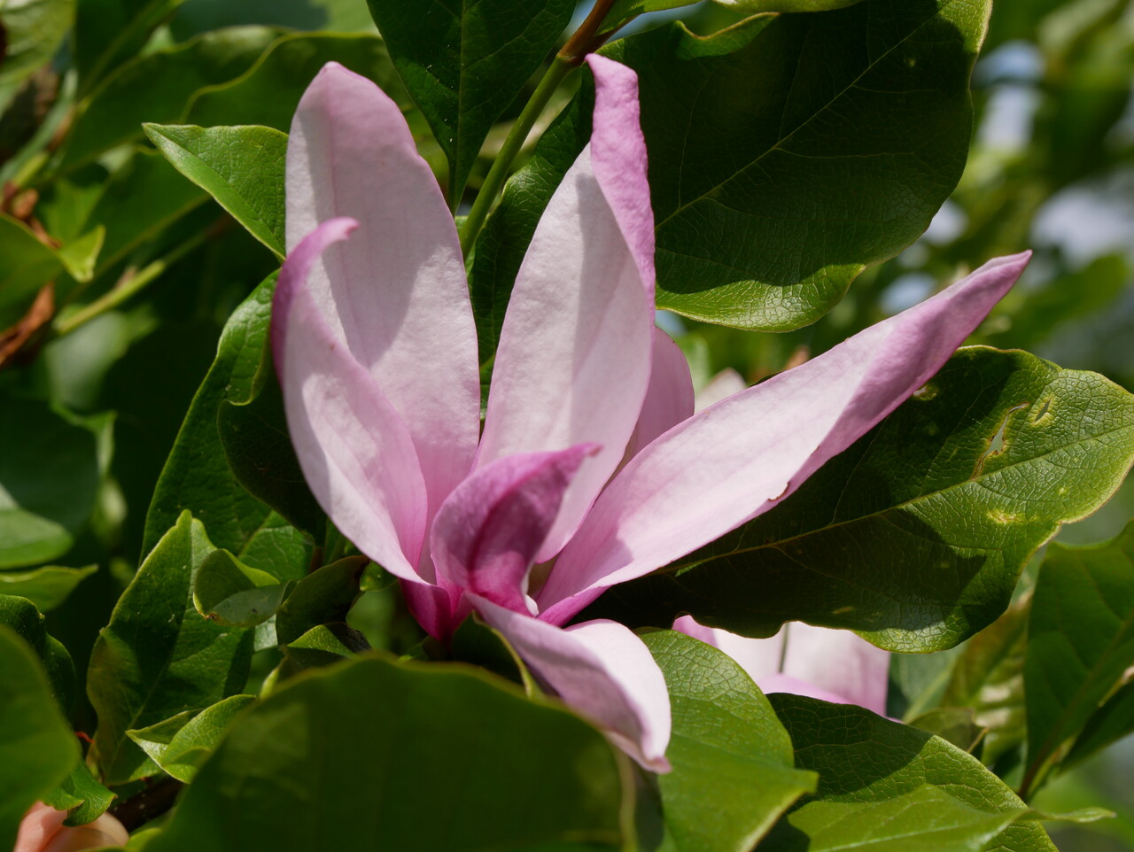 Versterken Eerder instant Magnolia 'Betty' | Magnolia (cv) - Van den Berk Boomkwekerijen