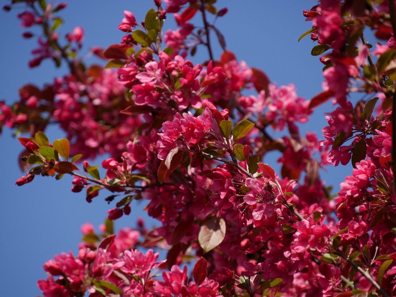 met roze bloesem, op een rij - Van den Berk Boomkwekerijen