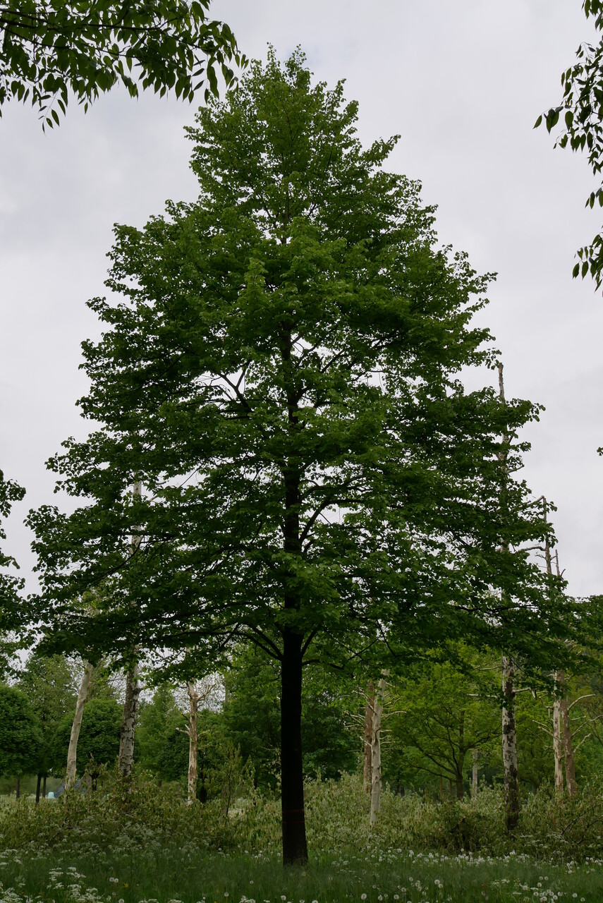 te rechtvaardigen Onzuiver ritme Grote/volwassen boom kopen? Lees deze tips!