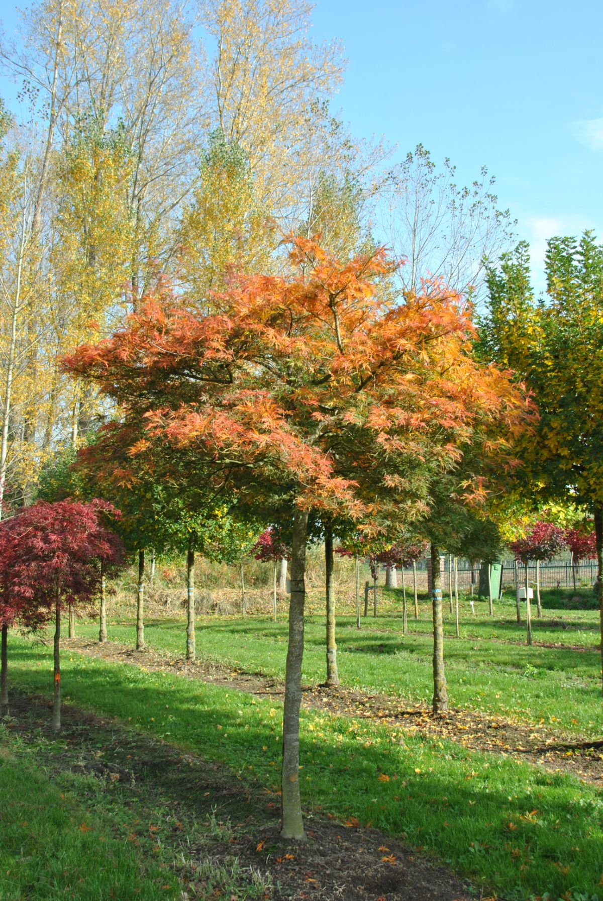 te rechtvaardigen Onzuiver ritme Grote/volwassen boom kopen? Lees deze tips!