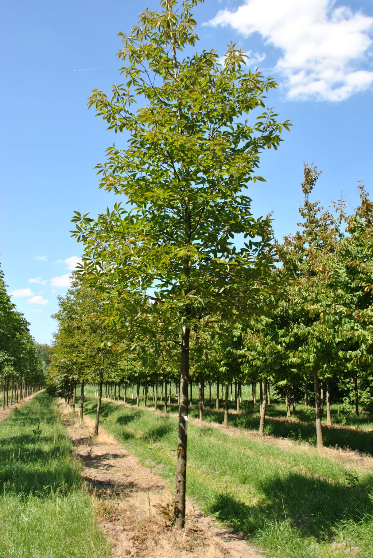 te rechtvaardigen Onzuiver ritme Grote/volwassen boom kopen? Lees deze tips!