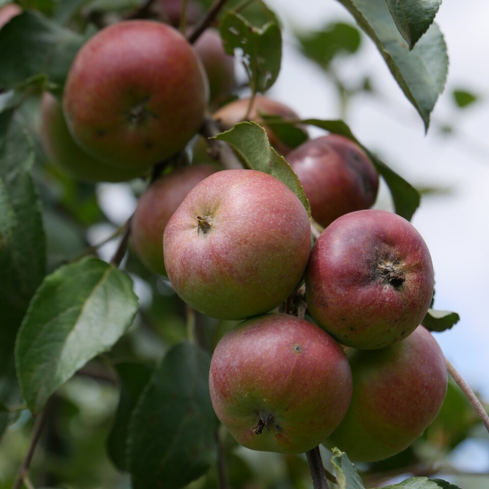 Rode appels van de fruitboom