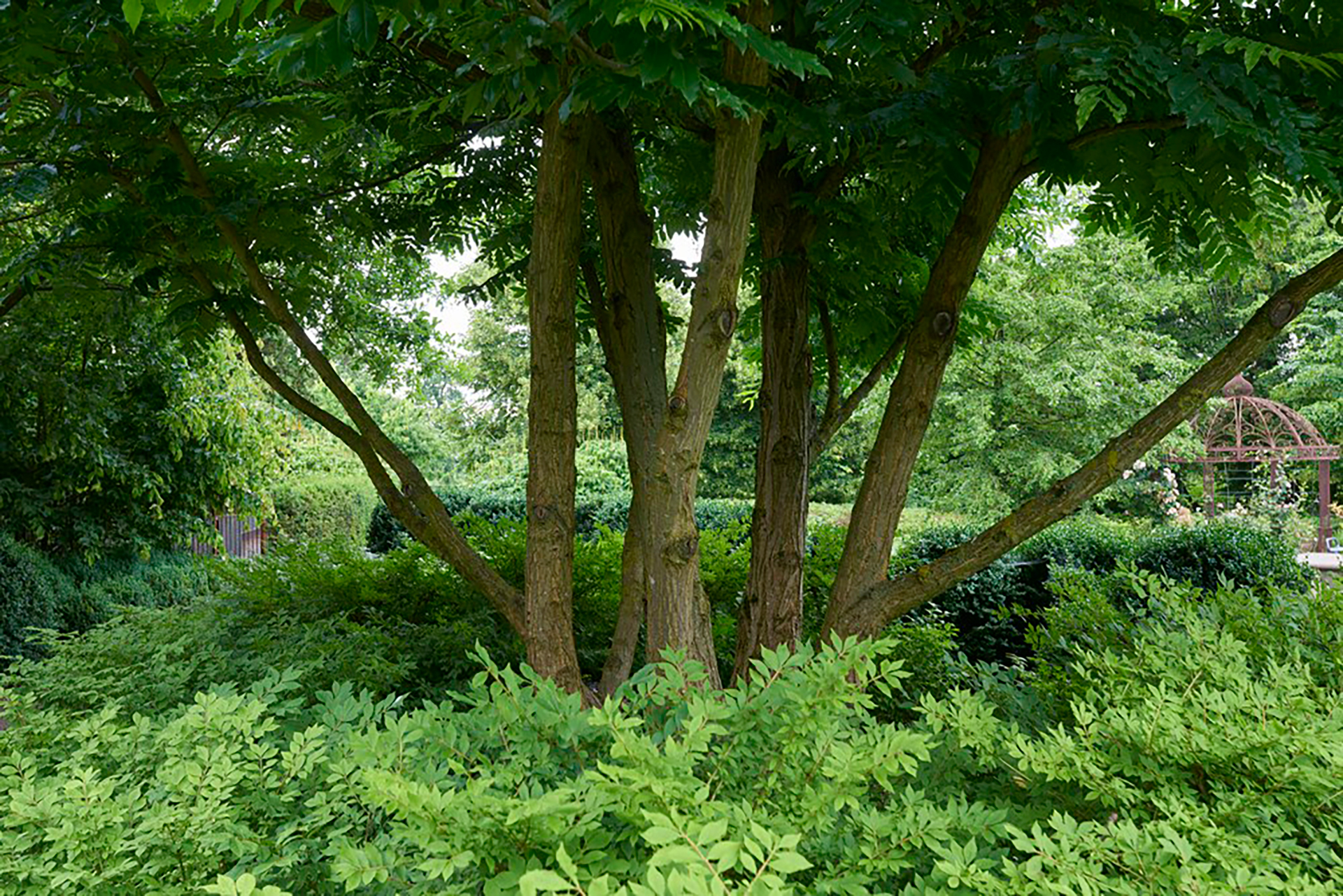 Bomen en die passen in de landelijke tuin