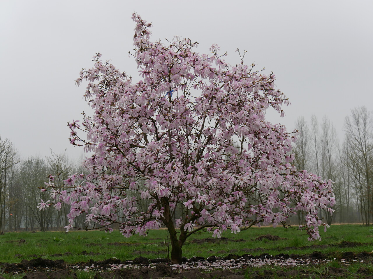 horizon dozijn behalve voor Magnolia, de soorten voor u op een rij | Van den Berk Boomkwekerijen