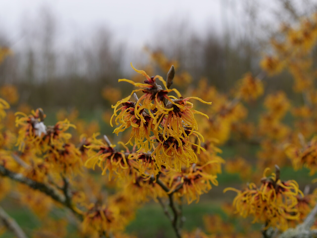 Hamamelis ×intermedia 'Jelena'  Hamamelis ×intermedia 'Jelena' - Van den  Berk Nurseries