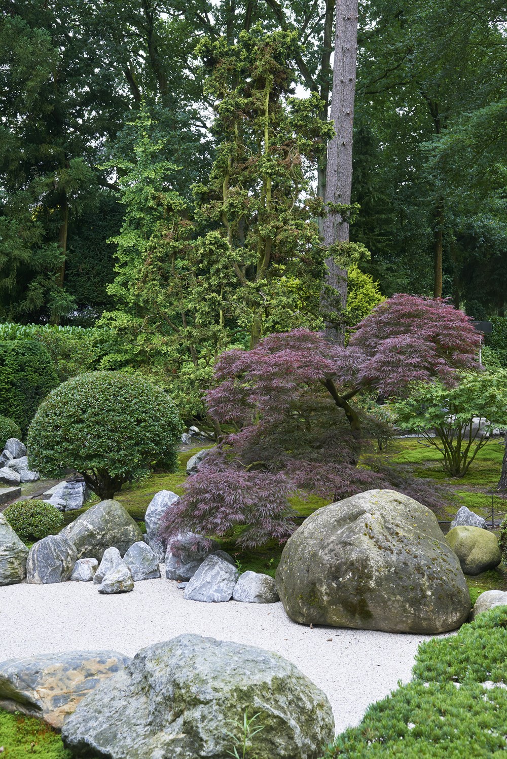 afvoer Senaat Mexico Bomen voor een Japanse / Oosterse tuin