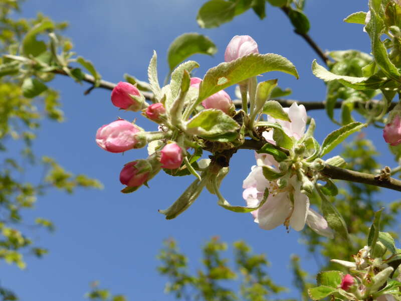 met roze bloesem, op een rij - Van den Berk Boomkwekerijen