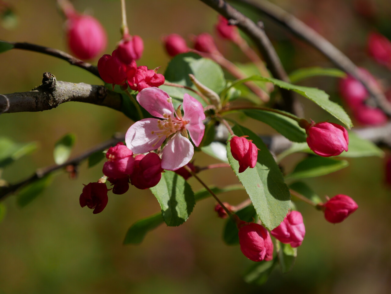 met roze bloesem, op een rij - Van den Berk Boomkwekerijen