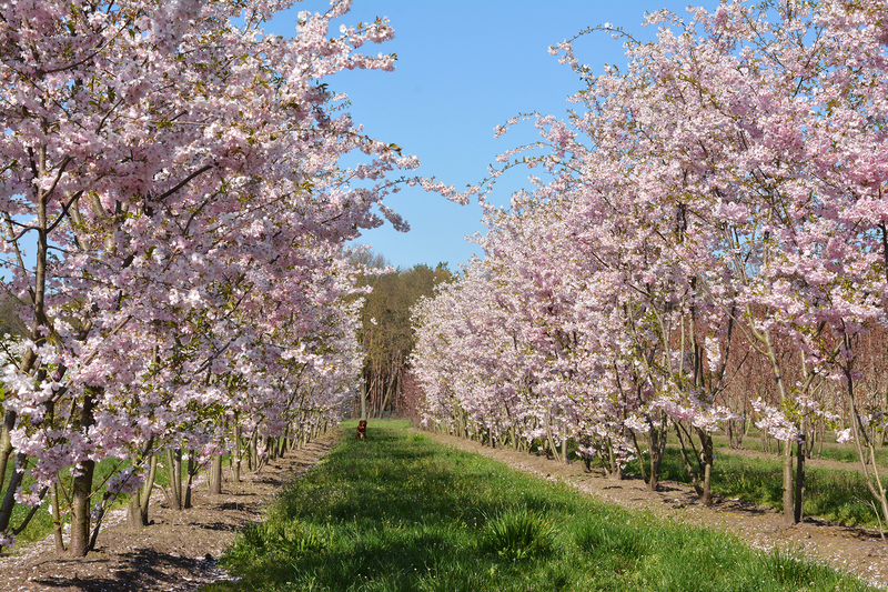 met roze bloesem, op een rij - Van den Berk Boomkwekerijen