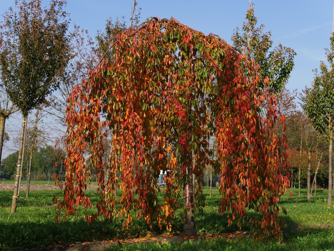 Productie Plantkunde Italiaans De mooiste treurwilgen en treurbomen op een rij - Van den Berk  Boomkwekerijen