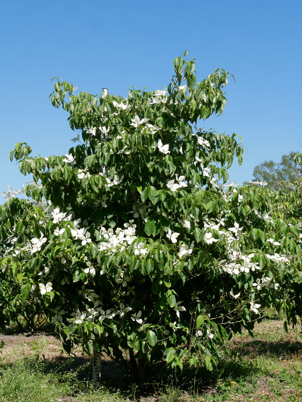 Cornus Kousa Chinensis