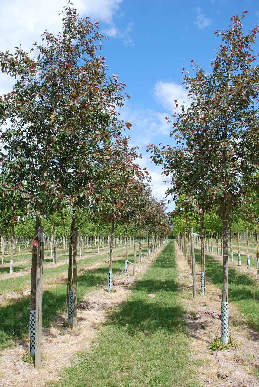 Malus 'Rudolph' | Sierappel (cv) - Van den Berk Boomkwekerijen