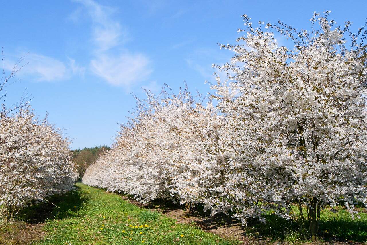 Prunus 'The Bride' | Sierkers (cv) - Van den Berk Boomkwekerijen