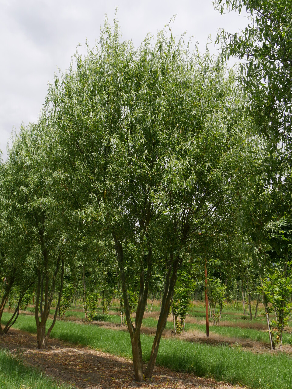 'Tortuosa' | Kronkelwilg - Van Berk Boomkwekerijen