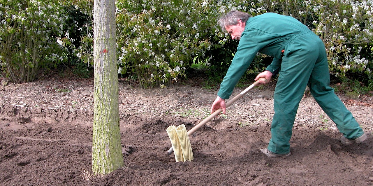 Hoe bomen planten voor een gezonde en sterke groei? - My Nature Buddy