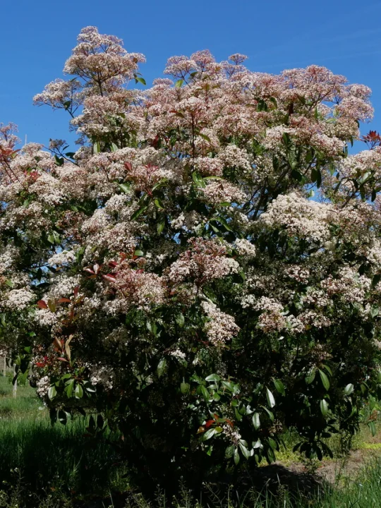 Photinia fraseri 'Red Robin' kopen | Glansmispel