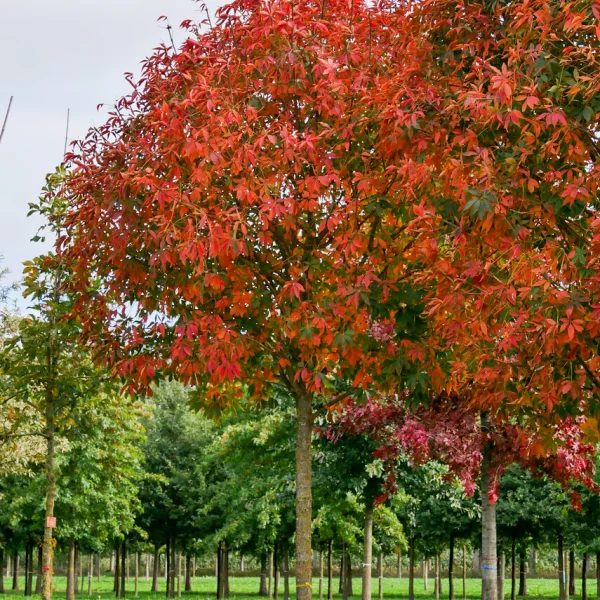 Aesculus ×arnoldiana &ndash; Paardenkastanje (cv)