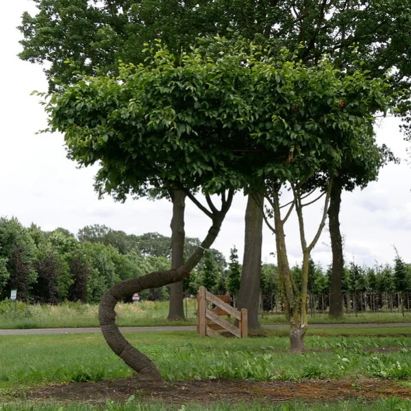 Carpinus betulus TREEVOLUTION ® THE SWING ®
