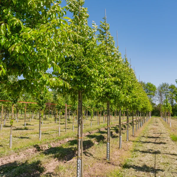 Sycoparrotia semidecidua 'Prins Claus'