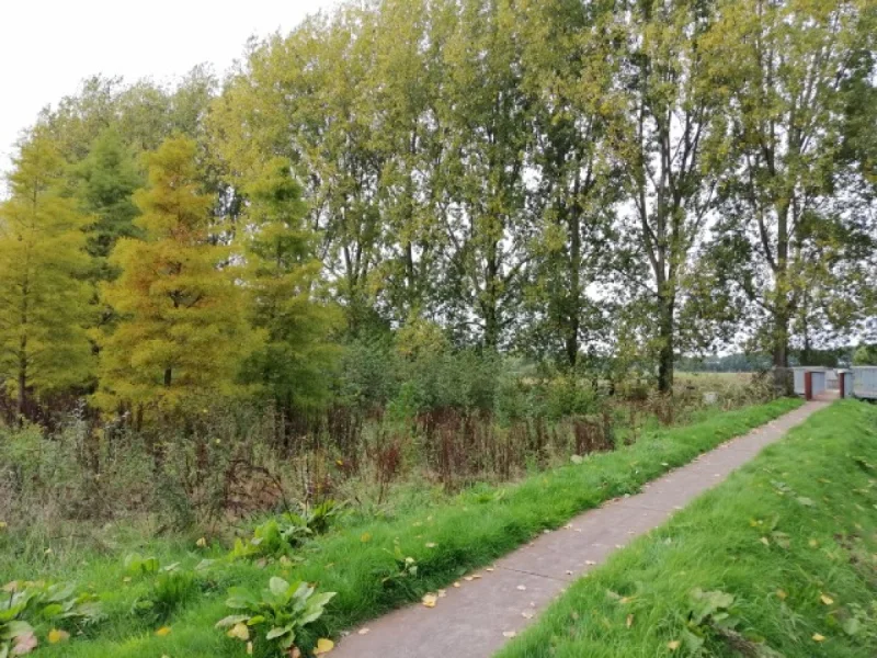 Bomen voor wadi's, welke bomen zijn geschikt?