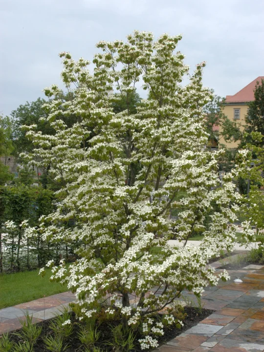 Grootbloemige Japanse kornoelje - Cornus kousa (groot formaat struik Grootbloemige Japanse kornoelje - Cornus kousa (groot formaat struik