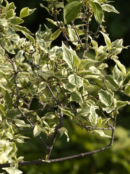 Cornus mas ‘Variegata’ | Gele kornoelje (cv) - Van den Berk Boomkwekerijen