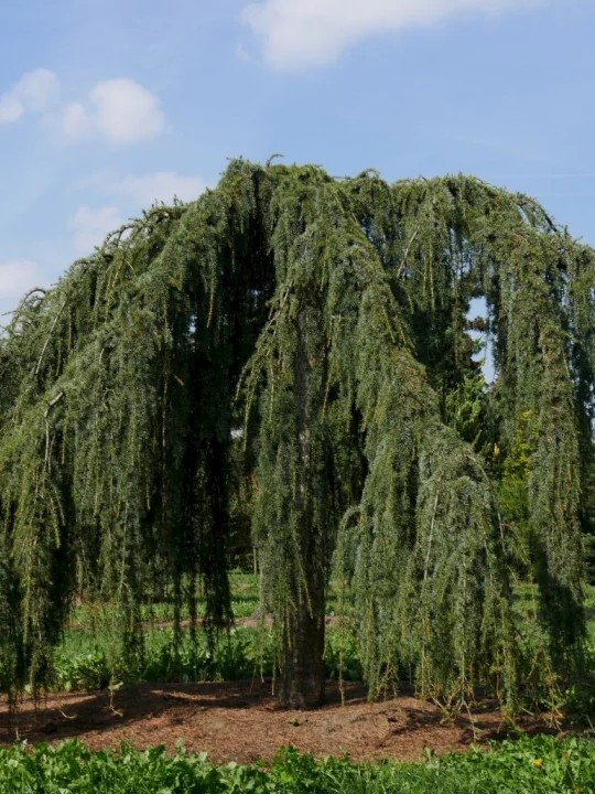 Cedrus libani &lsquo;Glauca Pendula&rsquo; | Treurende blauwe ceder (cv) - Van den