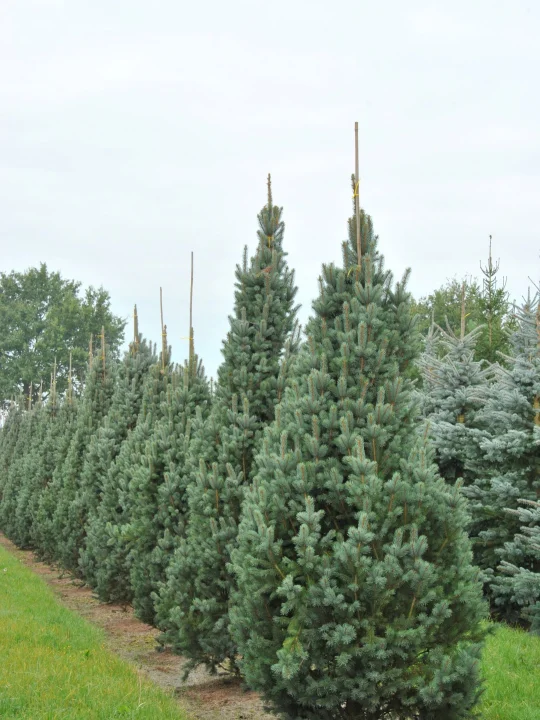 Picea pungens 'Iseli Fastigiate' | Blauwe spar (cv) - Van den Berk ...