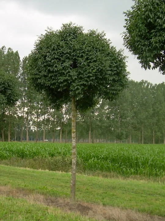 Mayo orqali mushuklar