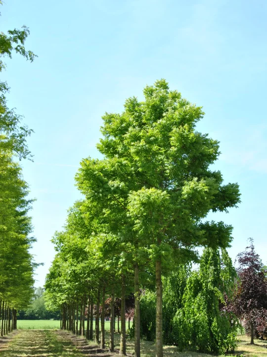 Phellodendron amurense var. lavallei Amur kurkboom (v) Van den Berk