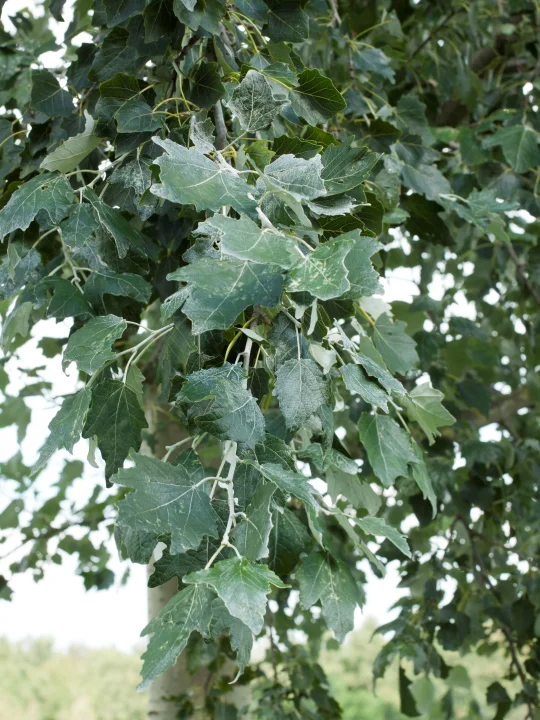 Populus alba 'Raket' | Witte abeel (cv) - Van den Berk Boomkwekerijen