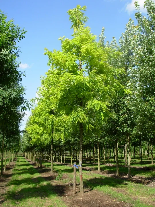 Robinia pseudoacacia 'Frisia' Acacia (cv) Van den Berk Boomkwekerijen