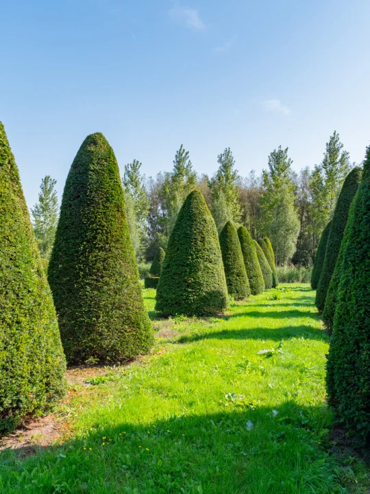 stechpalme japanische Ilex crenata 'Green Hedge' / Japanische Stechpalme