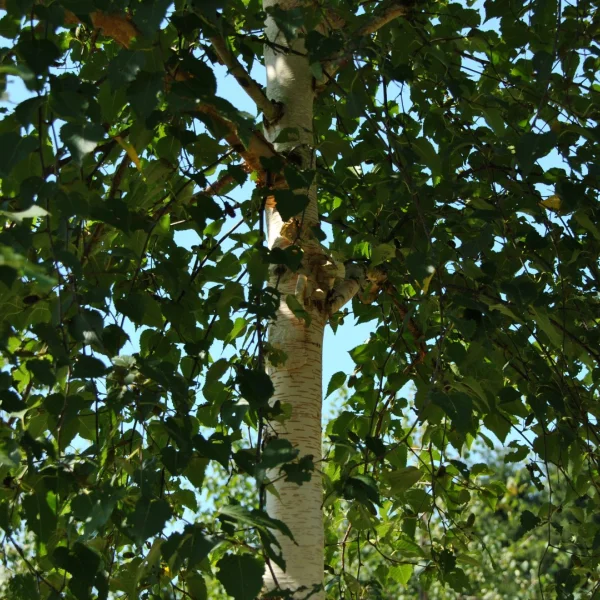 Betula ermanii 'Blush' – Goudberk (cv)