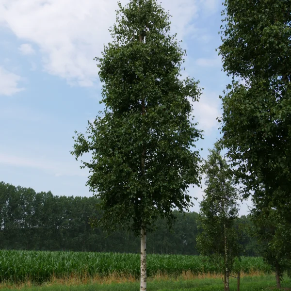 Betula ermanii 'Holland' – Goudberk (cv)
