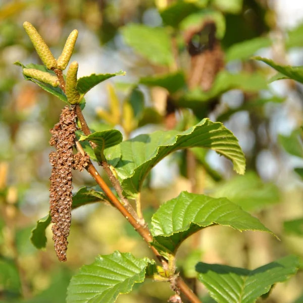 Betula medwediewii 'Gold Bark' – Transkaukasische berk (cv)