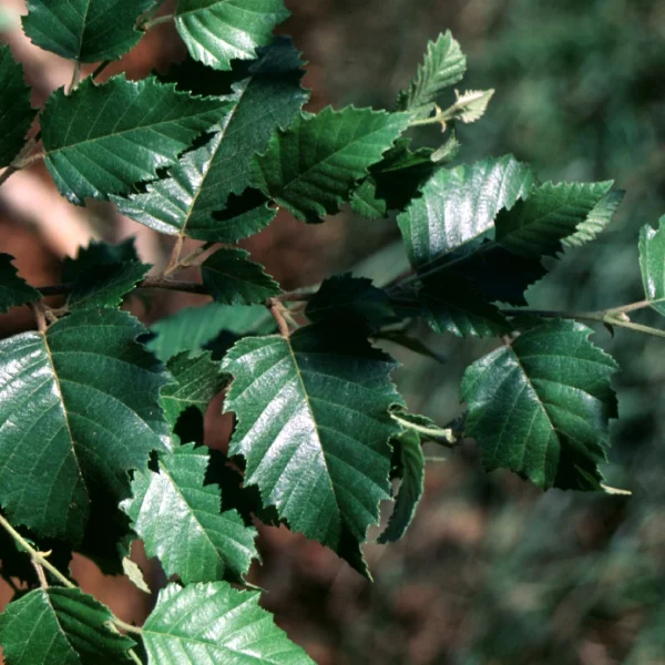 Betula nigra DURA HEAT ('BNMTF') – Zwarte berk (cv)