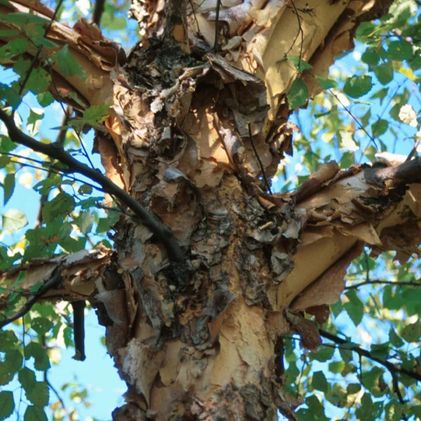 Betula nigra 'Heritage' – Zwarte berk (cv)