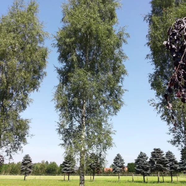 Betula pendula 'Laciniata' – Zweedse berk